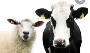 Anthelmintics (Cattle/Sheep)