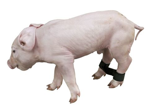 Hobble - Piglet