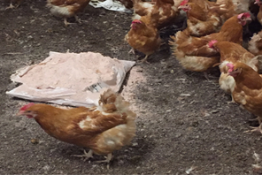Staldren Dry Disinfectant for Poultry